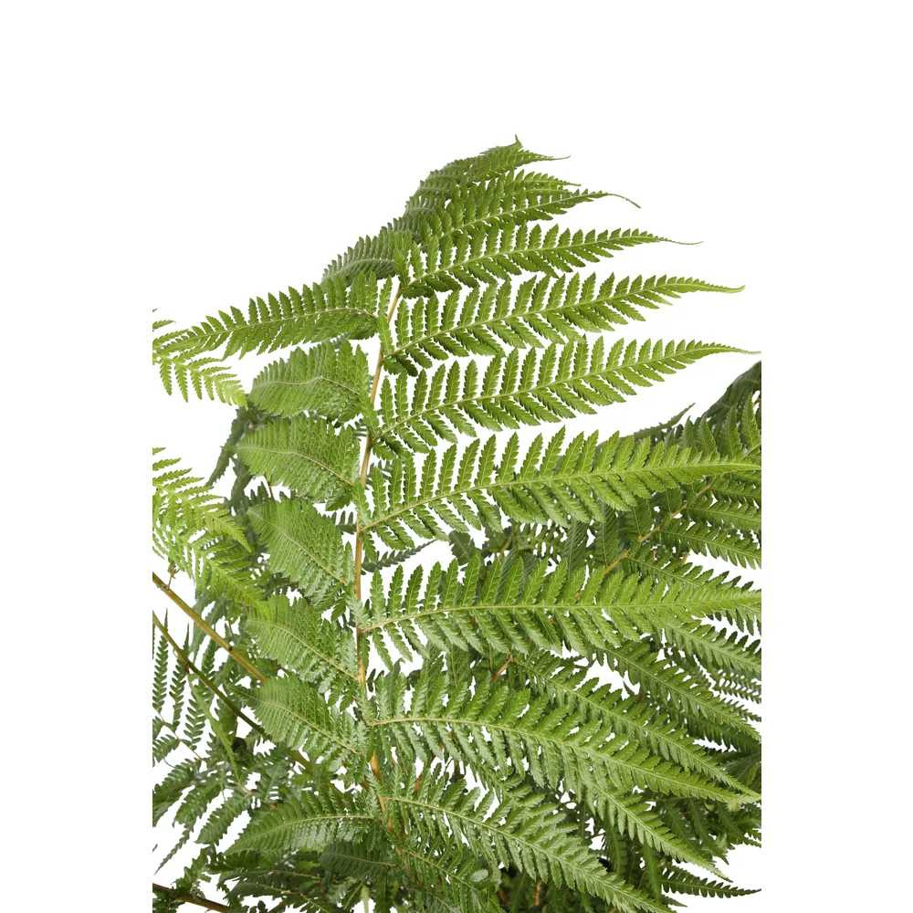 Dicksonia Antarctica, pot 10L